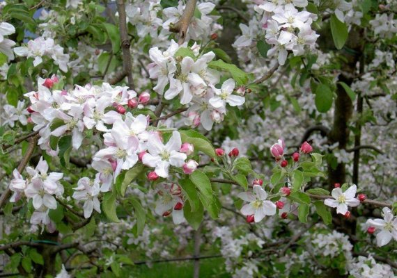 Die Apfelbaumblüten im April